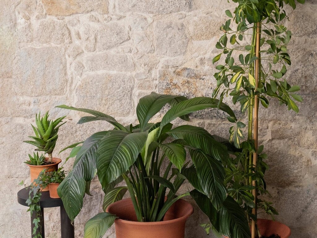 Origin Made Tulipa Planter by Claesson Koivisto Rune (Small)