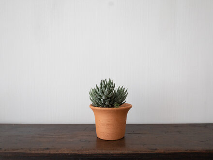 Origin Made Tulipa Planter by Claesson Koivisto Rune (Small)