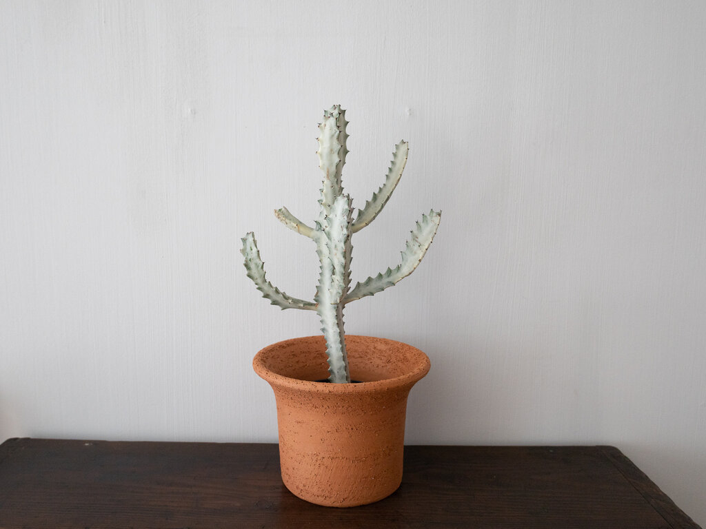 Origin Made Tulipa Planter by Claesson Koivisto Rune (Medium)