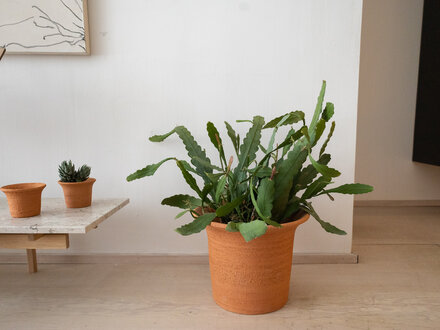Origin Made Tulipa Planter by Claesson Koivisto Rune (Large)