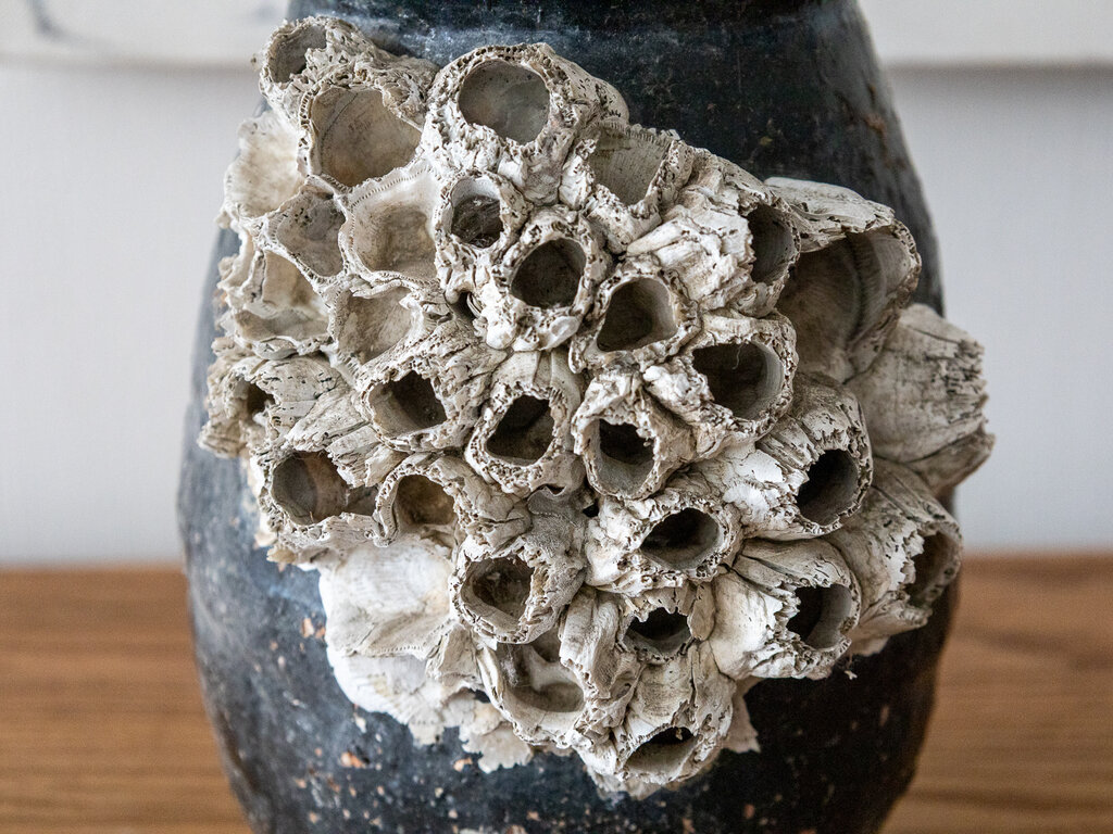 Antique Antique Japanese Octopus jar with black glaze and large barnacles