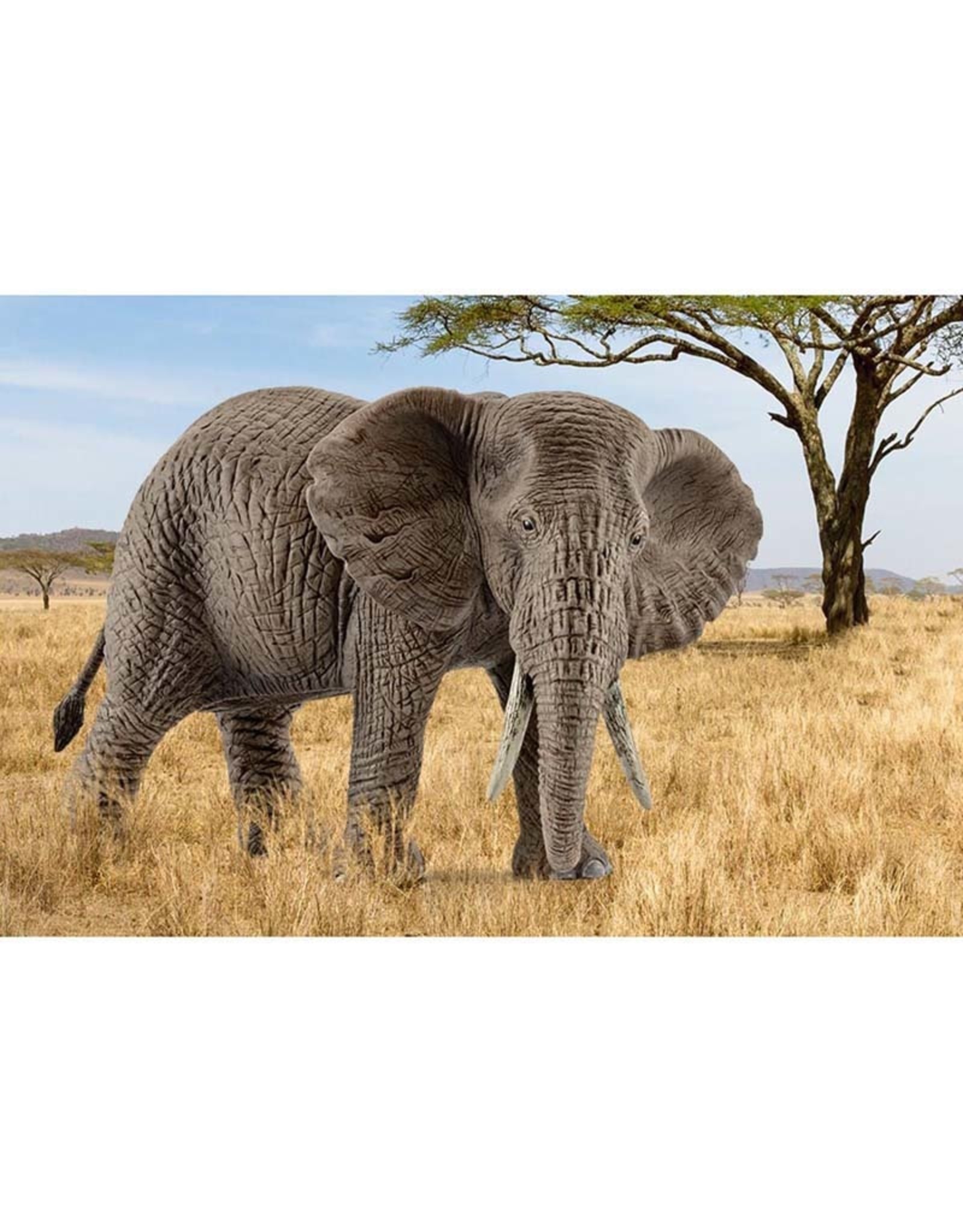 Schleich Schleich African elephant, female