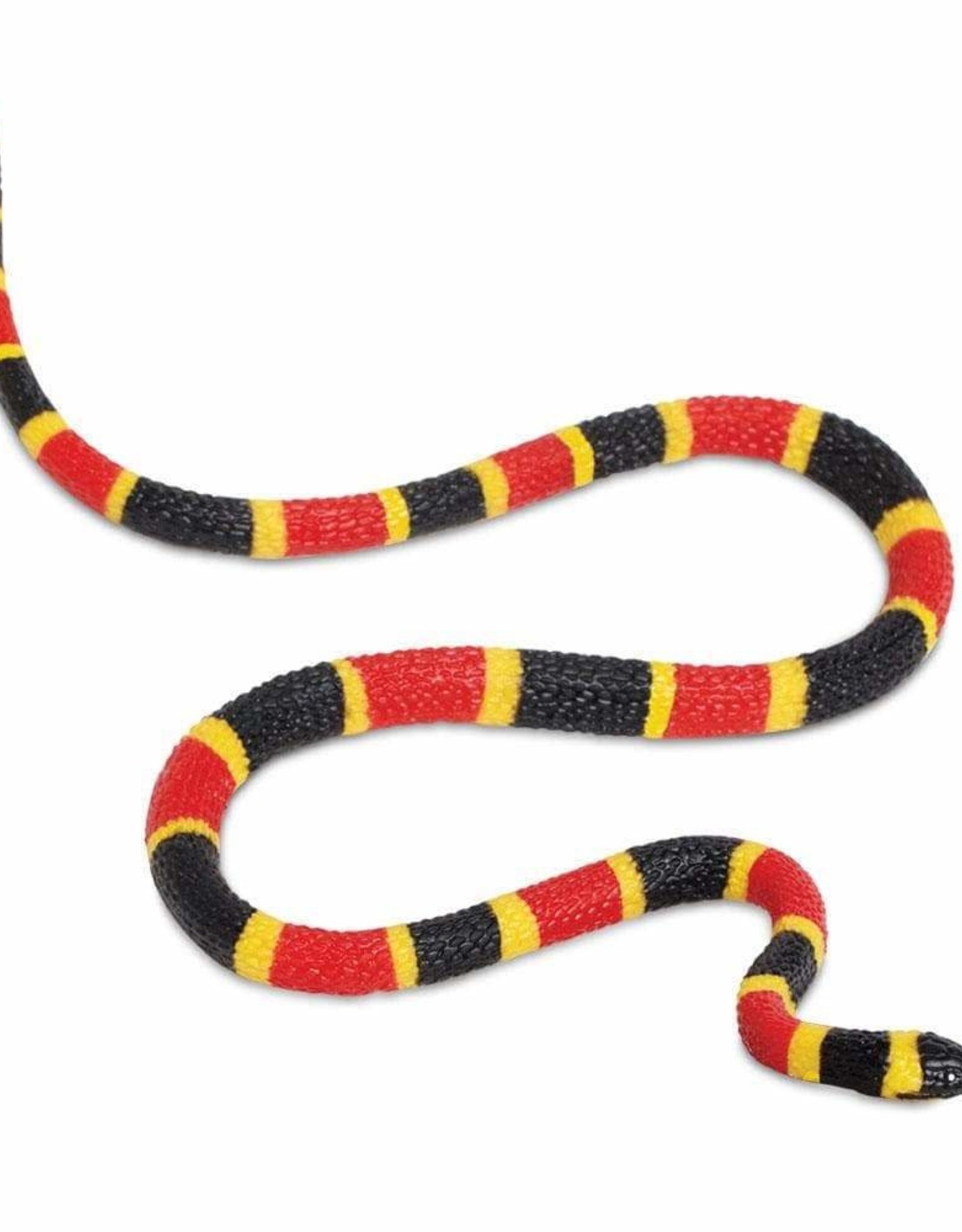 Safari Coral Snake Baby