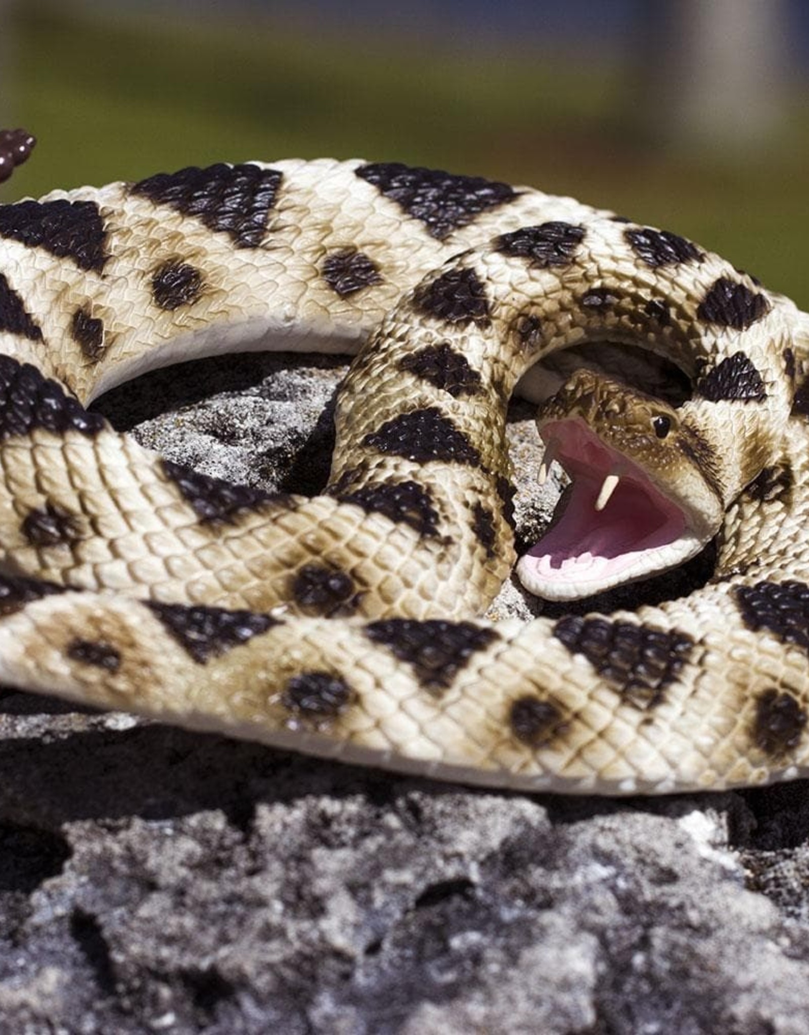 Safari Safari Eastern Diamondback Rattlesnake