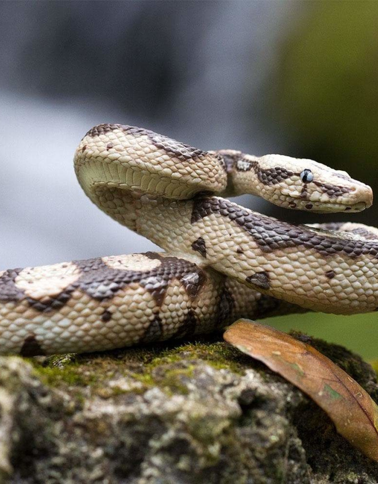 Safari Safari BOA CONSTRICTOR