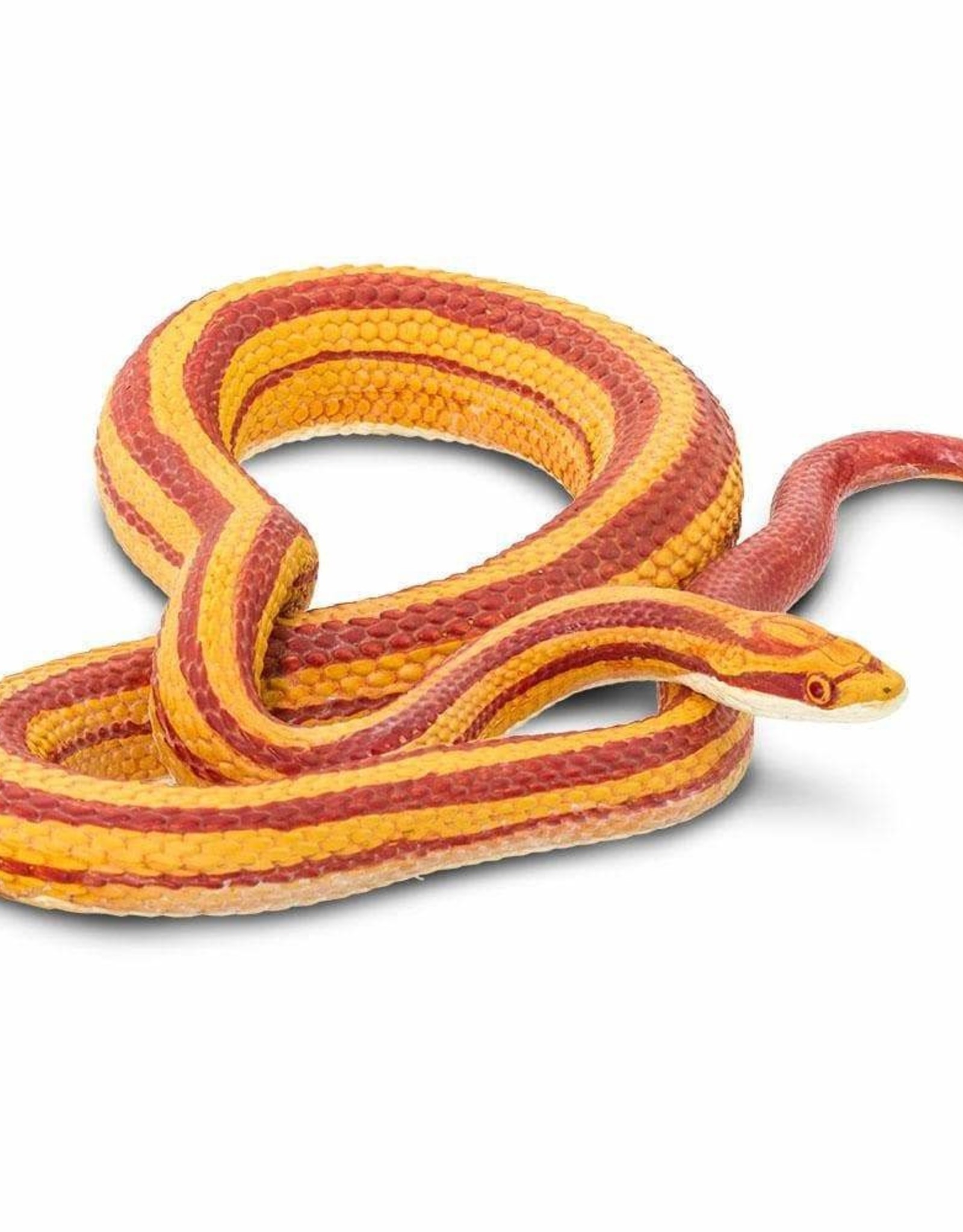 Safari Safari CORN SNAKE