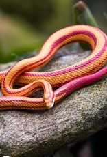 Safari Safari CORN SNAKE