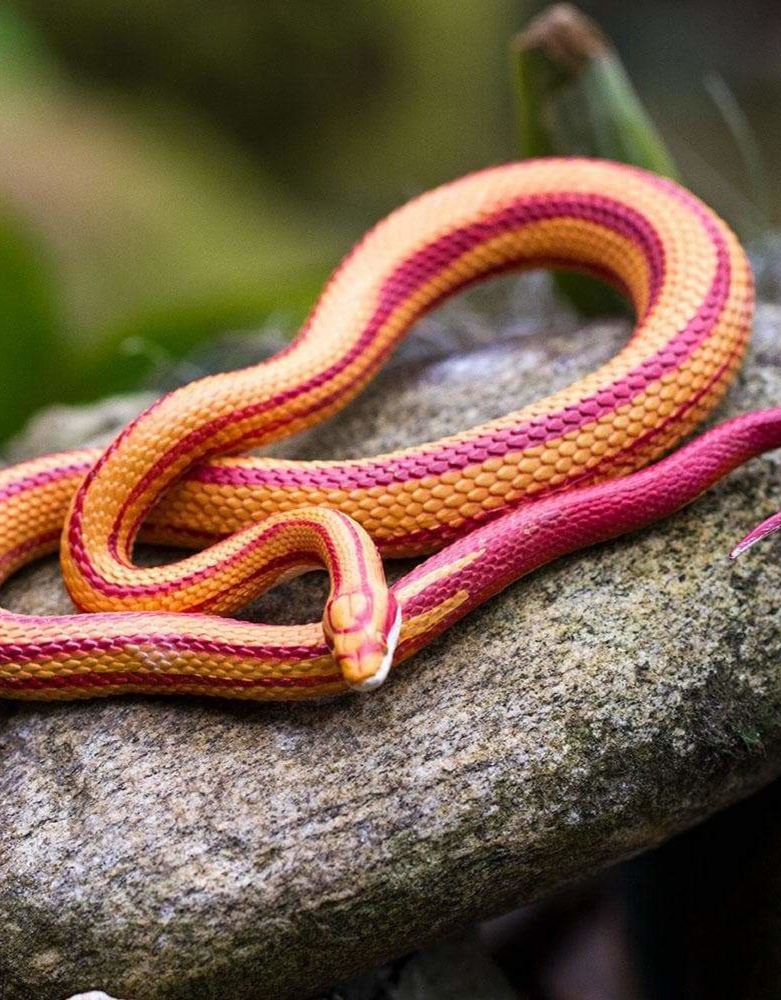 Safari Safari CORN SNAKE