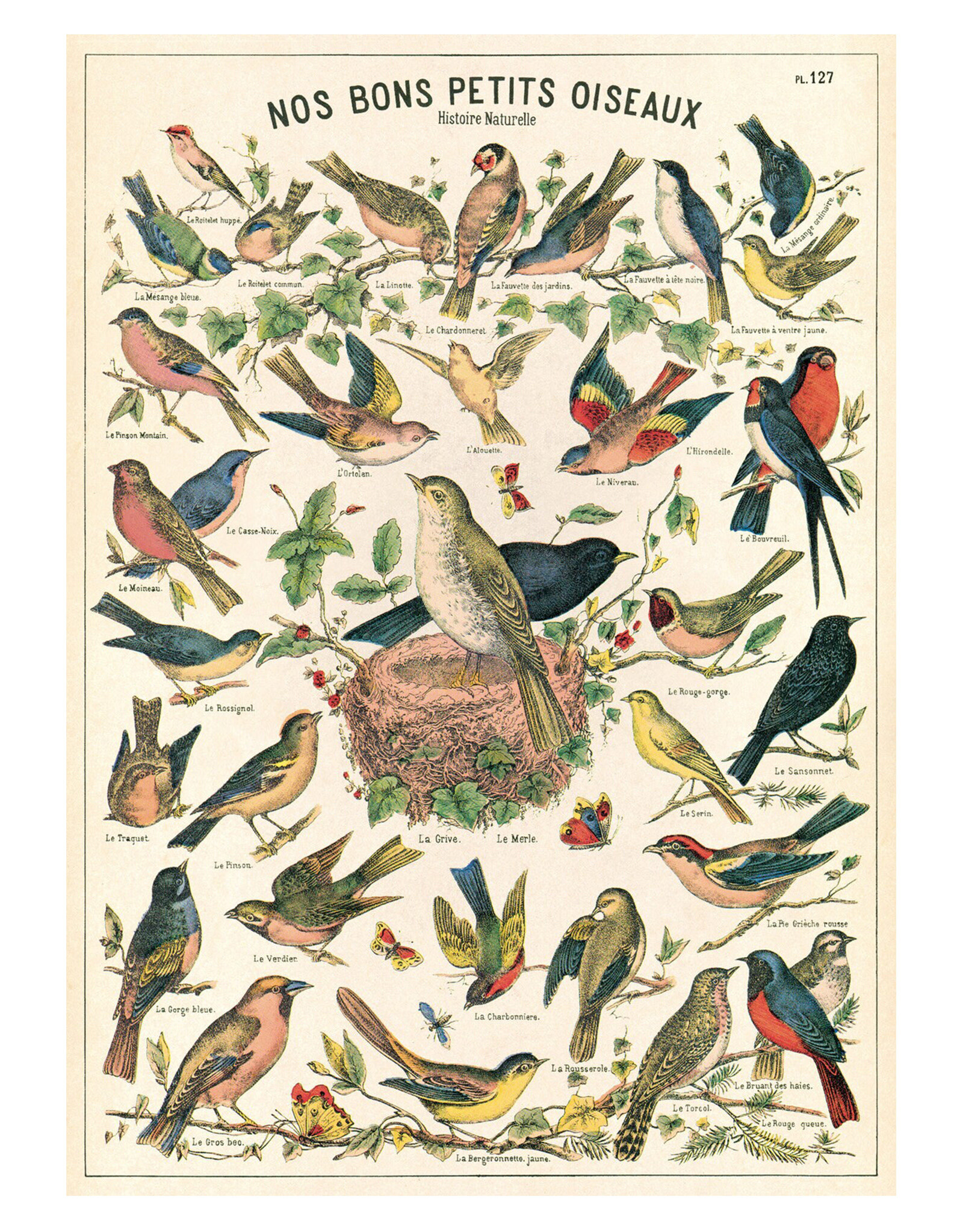 Cavallini & Co. Wrap Sheet Bird Chart