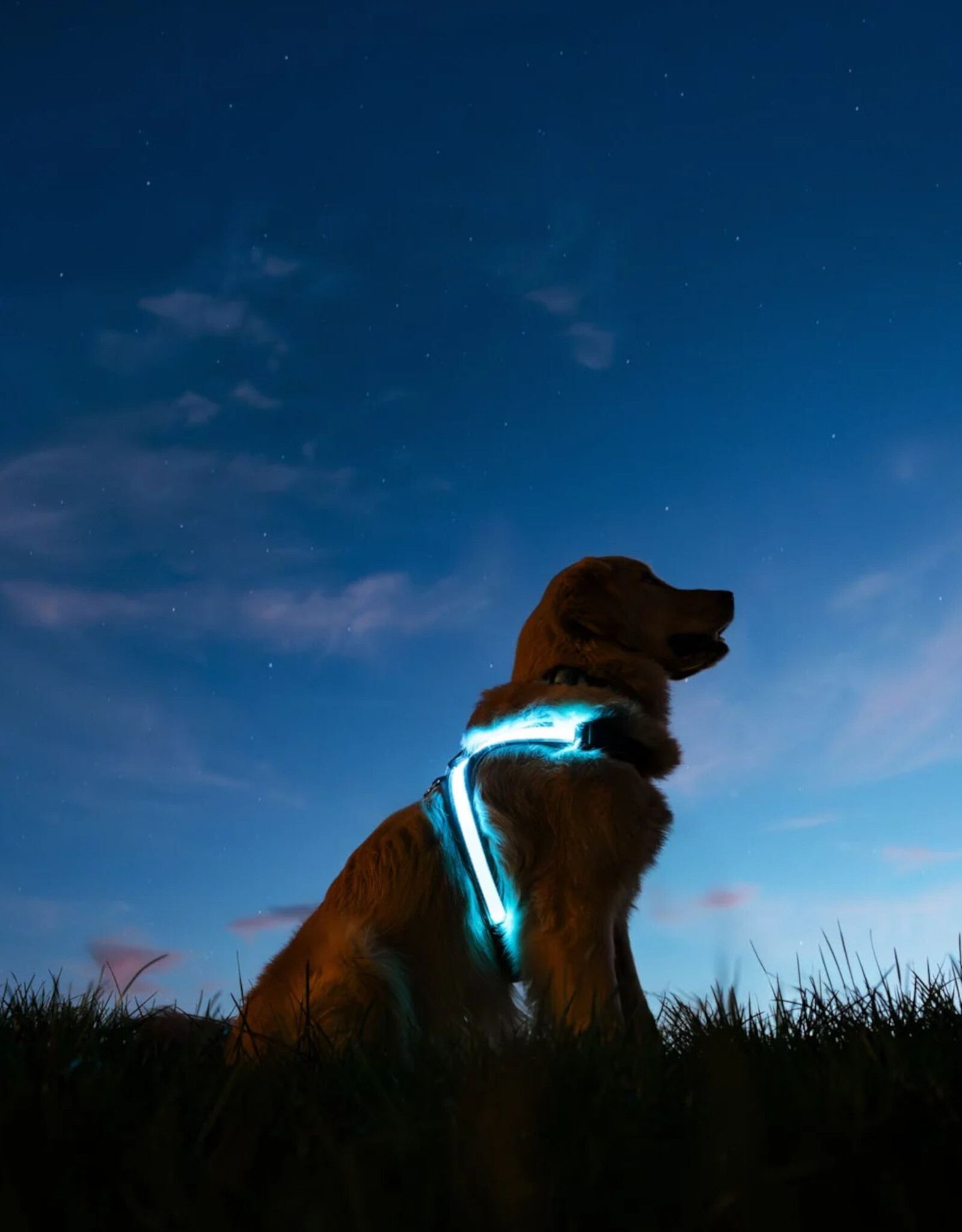 NITEVEST NITEVEST NitePup LED Dog Harness