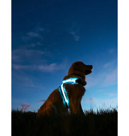 NITEVEST NITEVEST NitePup LED Dog Harness