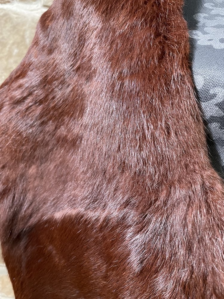 Mahogany Rabbit Stole, Size OS