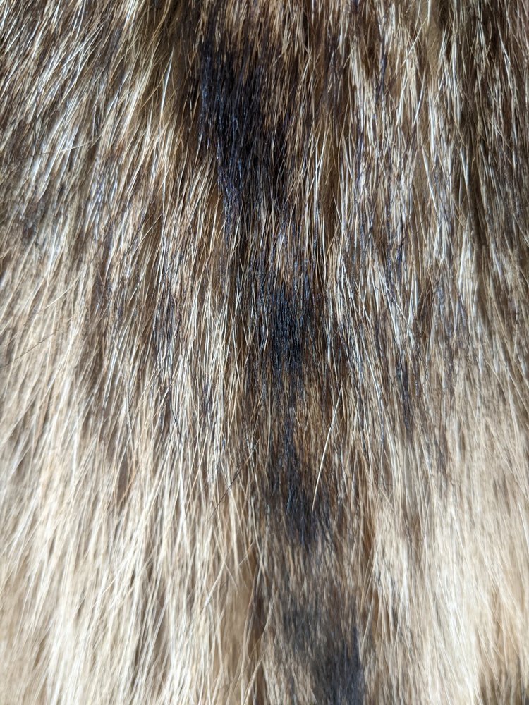 Tanuki Stroller with Notched Collar, Size M