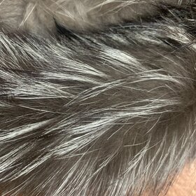 Silver Fox Boa 62"