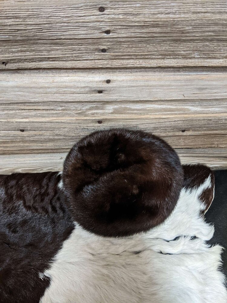 Dark Ranch Mink Beret