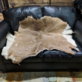 White Tail Deer Skin, Size 45" x 36"