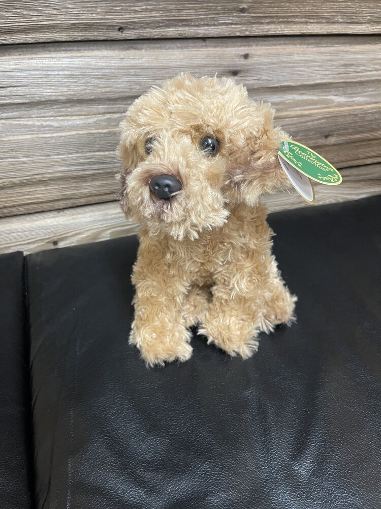 Doodles the Labradoodle