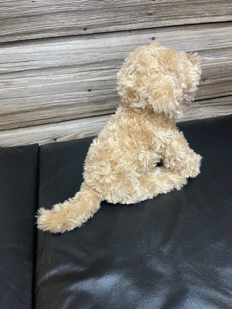 Doodles the Labradoodle