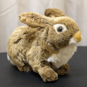 Brigid the Brown Bunny