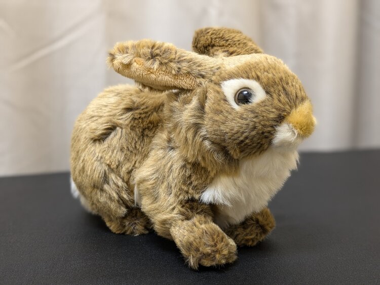 Brigid the Brown Bunny