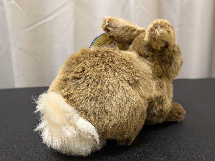 Brigid the Brown Bunny