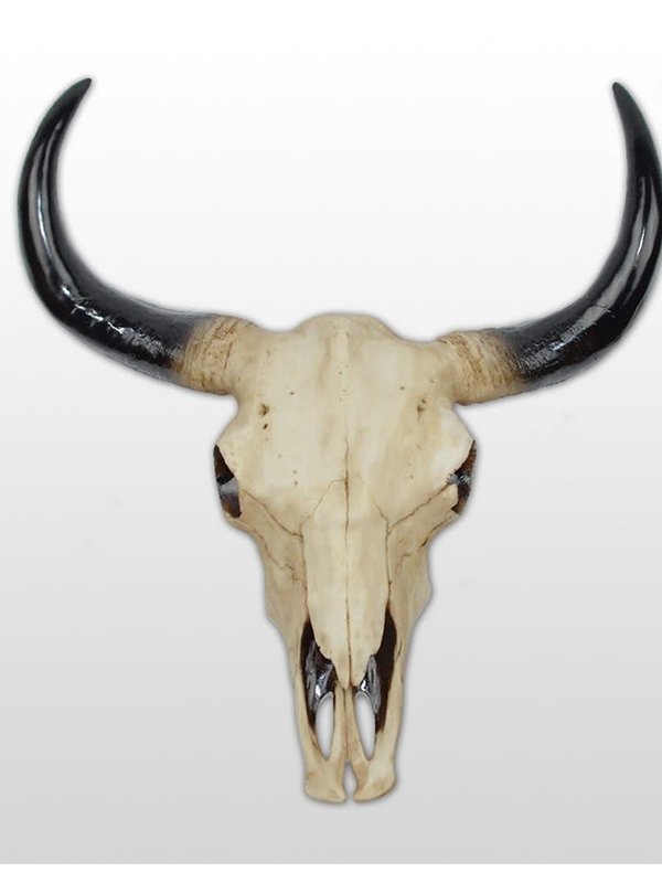 Crâne de taureau