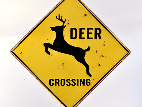 Affiche en métal - Deer Crossing