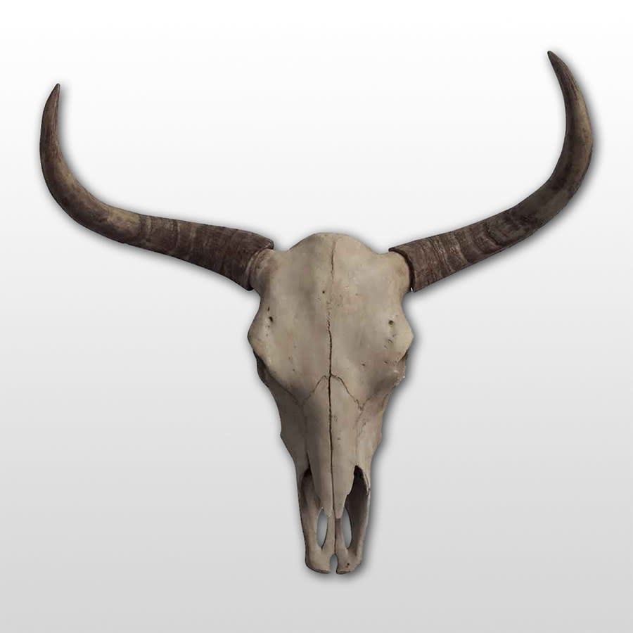 Crâne de vache