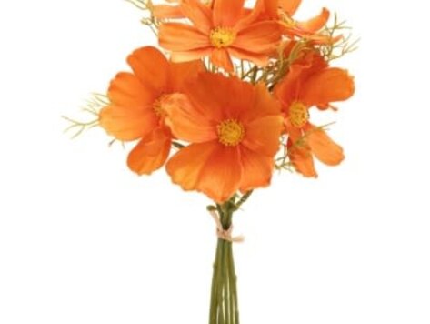 Branches Cosmos orange