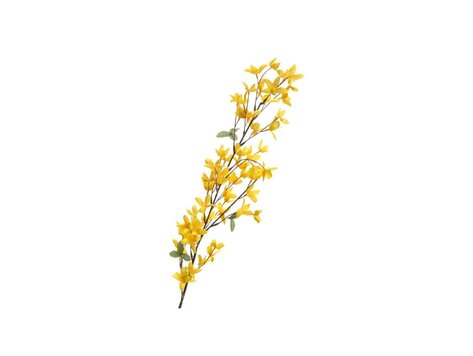 Branche de Forsythia jaune