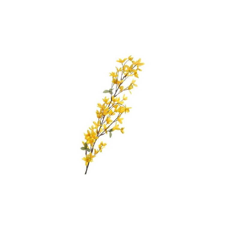 Branche de Forsythia jaune