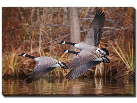 Cadre Bernaches du Canada