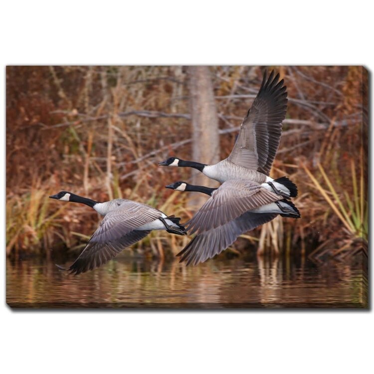 Cadre Bernaches du Canada