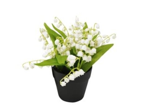 Muguet en pot