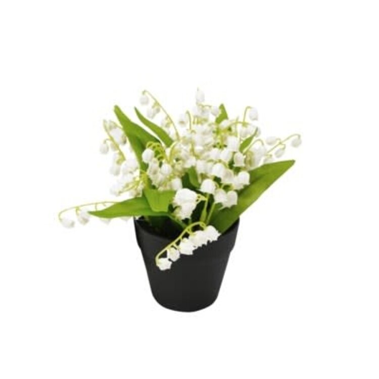 Muguet en pot