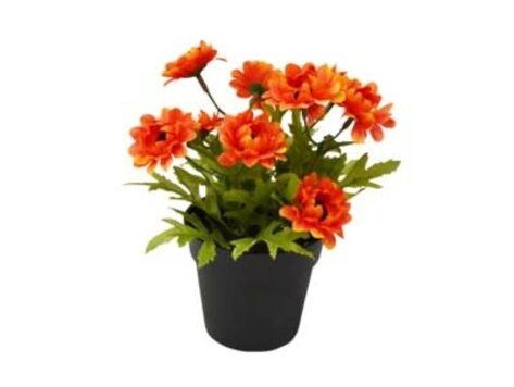 Tournesol rouge en pot