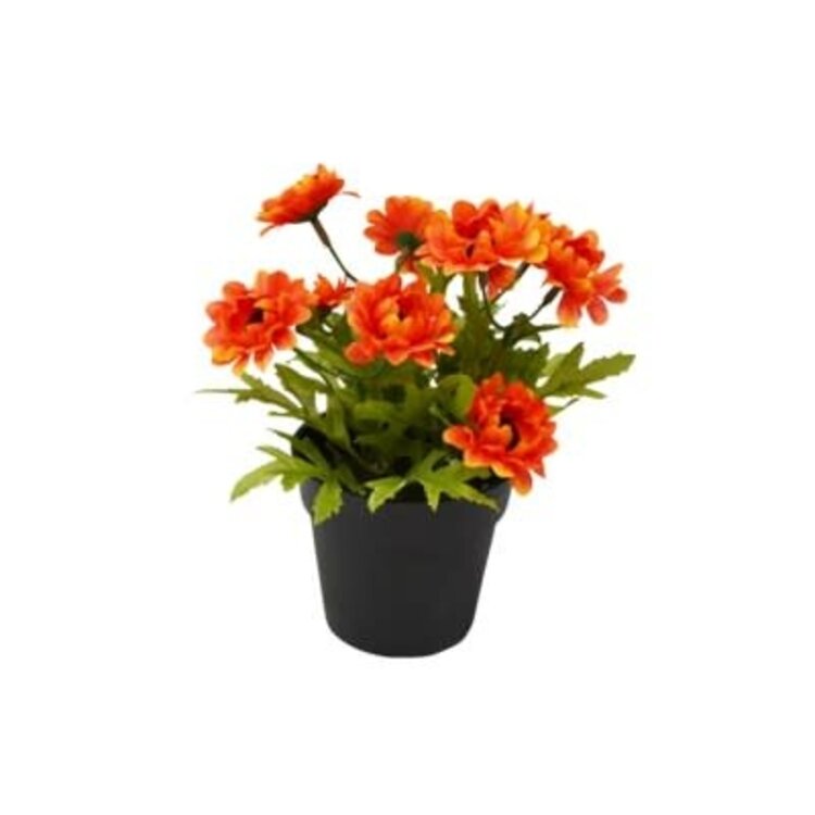 Tournesol rouge en pot