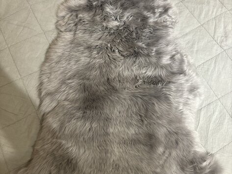 Peau de mouton véritable grise