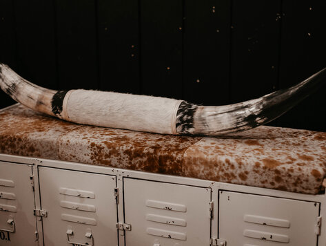 Corne de Taureau (véritable)