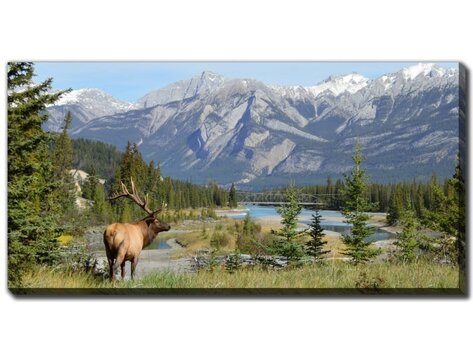Cadre Elk in Jasper National Park