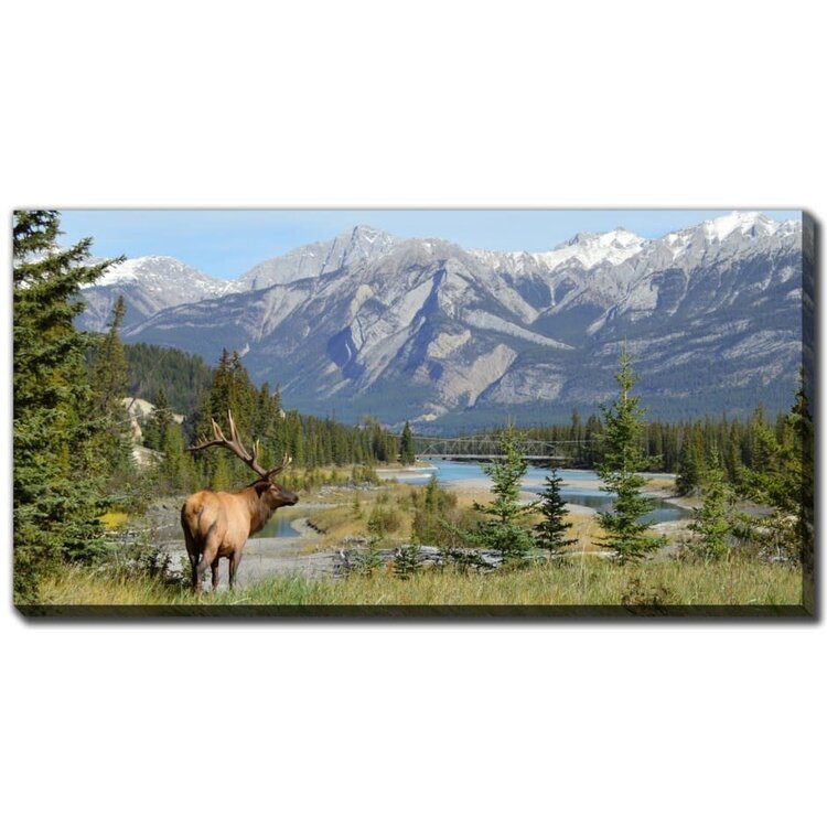 Cadre Elk in Jasper National Park