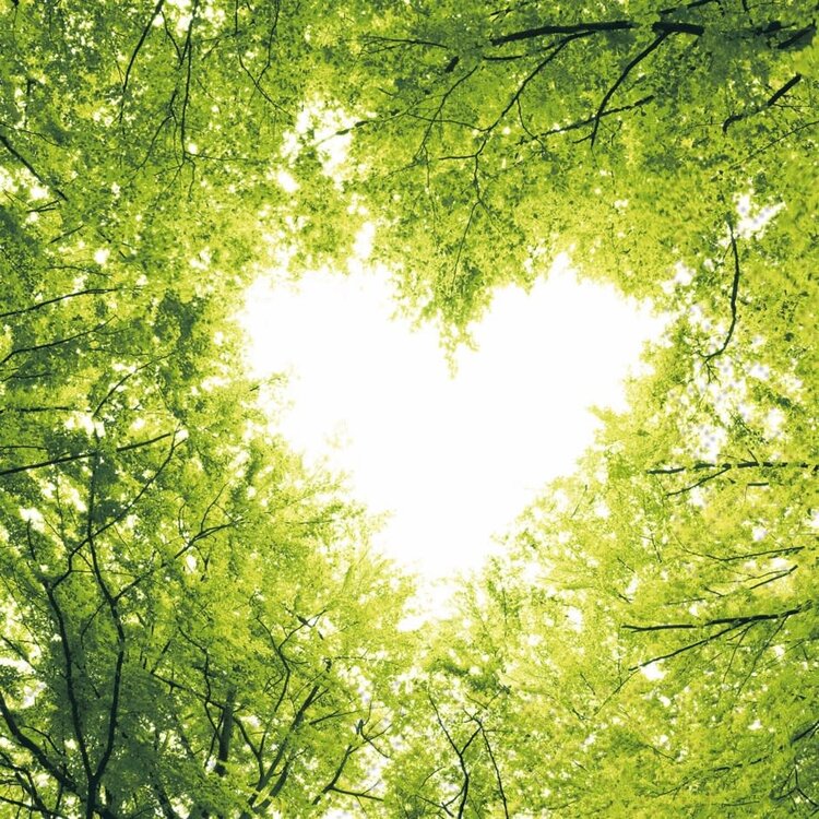 Serviettes de table - L'amour de la nature