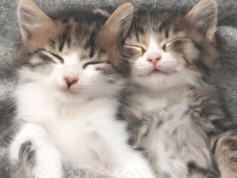 Serviettes de table - Chats