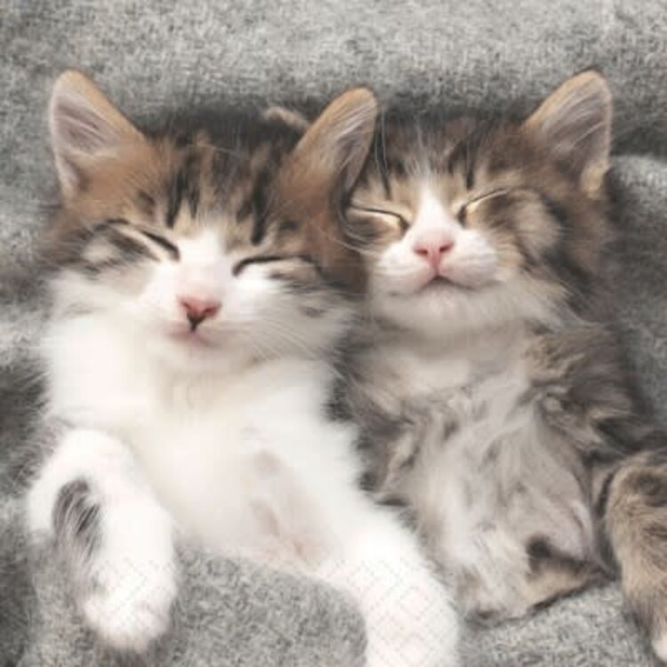 Serviettes de table - Chats