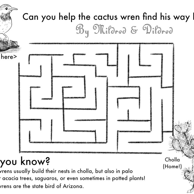 Cactus Wren Maze