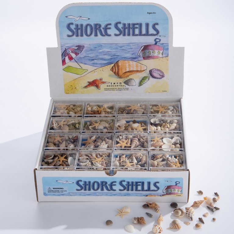 GeoCentral Shore Shells in Box Single