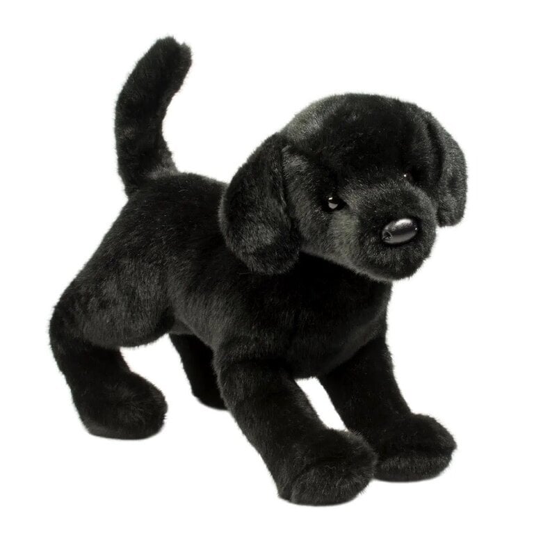 Douglas Chester Black Lab