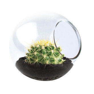 Tiny Terrariums