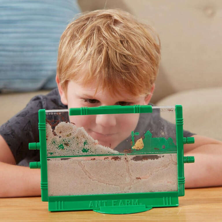 Ant Farm