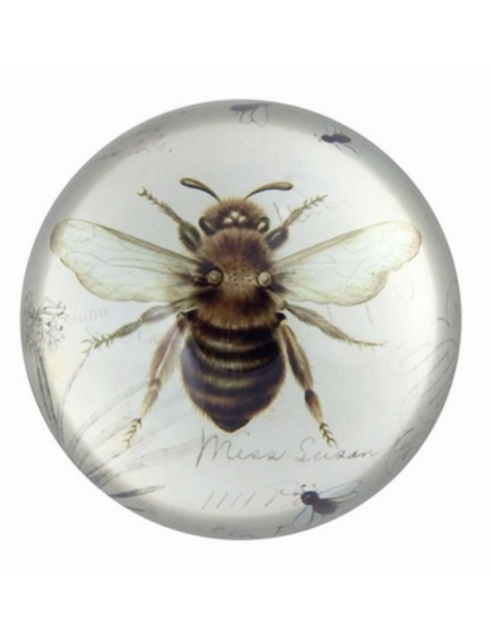 PAPERWEIGHT-GLASS DOME, BEE PRINT